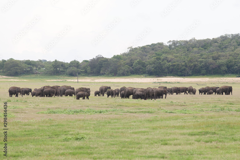 Elephants in beautiful Sri Lanka Jungle