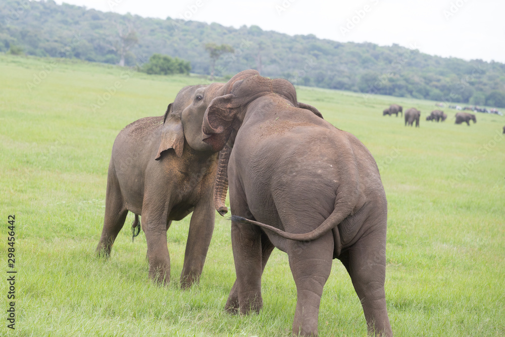 Fototapeta premium Elephants in beautiful Sri Lanka Jungle
