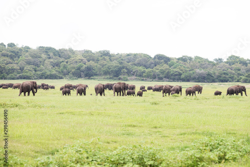 Elephants in beautiful Sri Lanka Jungle