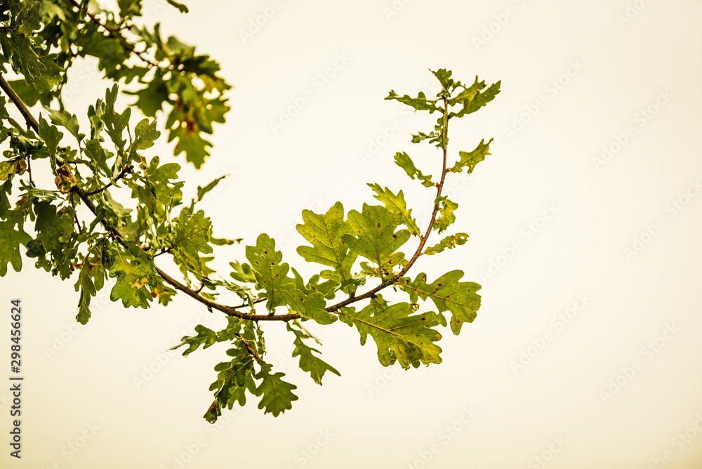 Beautiful autum leaves against sky Beautiful autum leaves against sky
