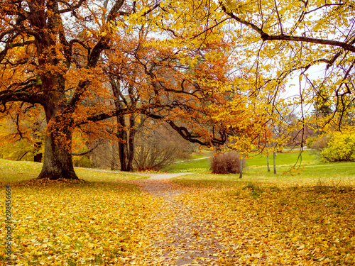 Old oak tree with orange foliage reaching its branches over foot path in an autumn park