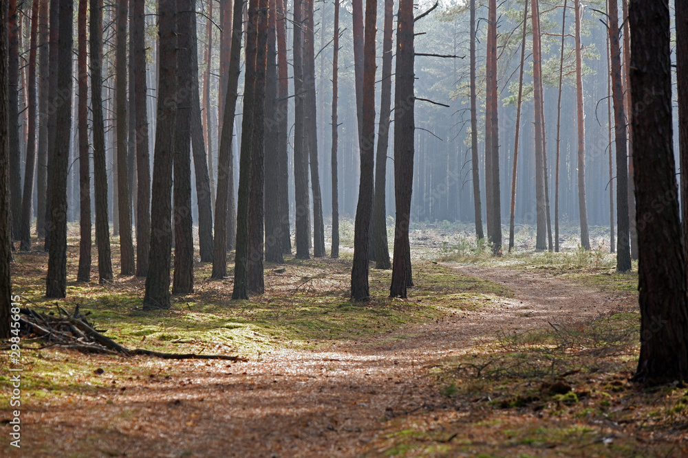 Obraz premium Forest in the fall