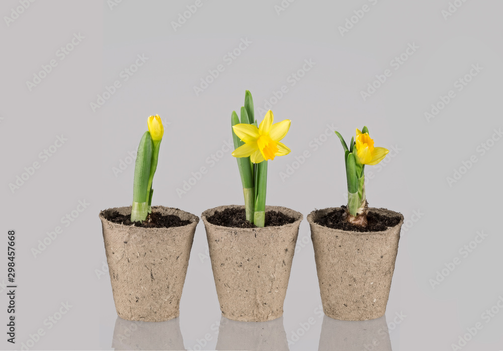 Yellow narcissus flower in a pot on grey background