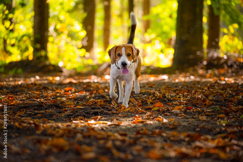 The beagle dog in sunny autumn forest. Alerted hound searching for scent and listening to the woods sounds.
