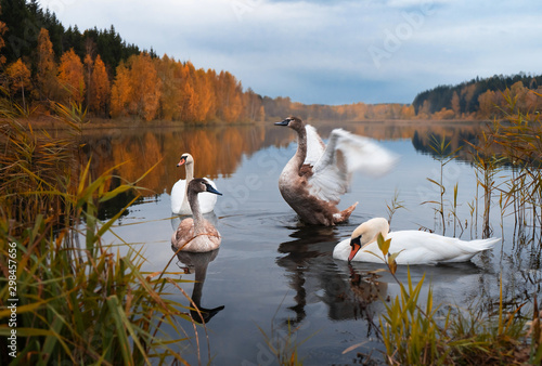 Fototapeta Naklejka Na Ścianę i Meble -  Autumn forest and lake. Two adult swans with little swans. Idylls. The beauty of the wild. Royal birds.