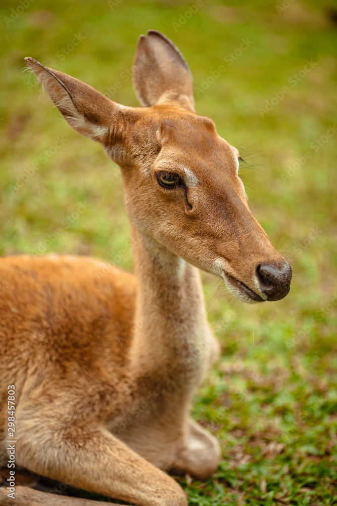 Portrait of a wild deer in the park