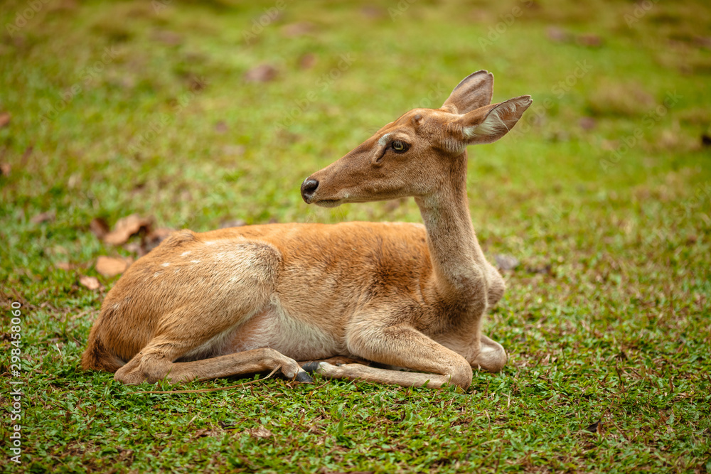 Wild deer lies in a park on grass