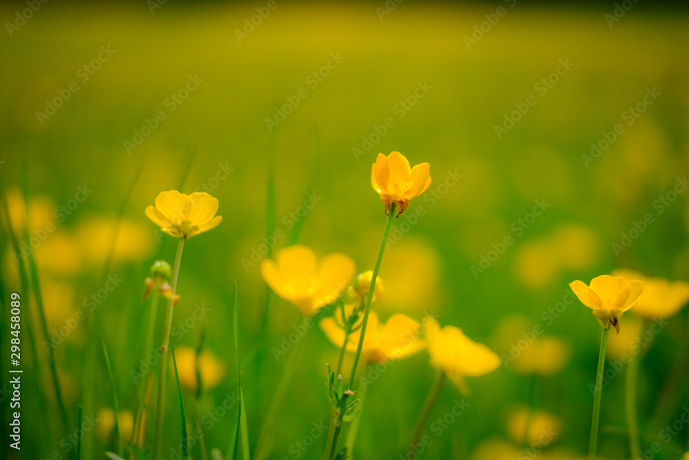 Close up view of wild Buttercups seen in an english summer meadow.