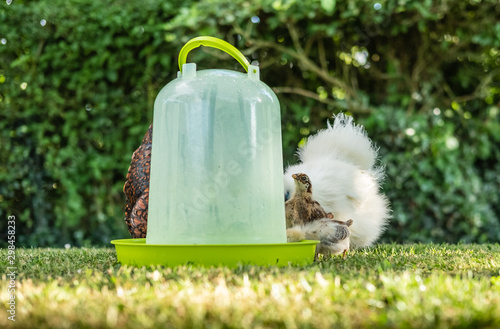 Quadro em tela Cute young, recently hatched free-range chicks seen with one of the adult Silkie mothers by a water drinker, shown on a hot summers day in a private lawn area