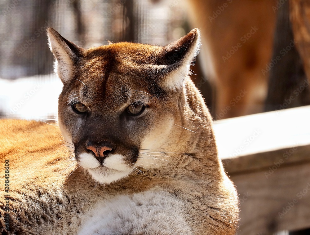 Obraz premium The cougar (Puma concolor)captive animal in Zoo, is american native animal,known as puma,catamount,mountain lion,red tiger or panther.