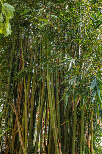 Thickets of green bamboo in the park
