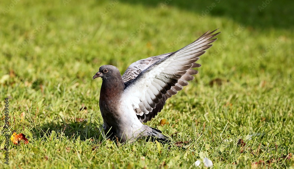 Obraz premium A young pigeons who has left a nest. The young they want food from an adult pigeons