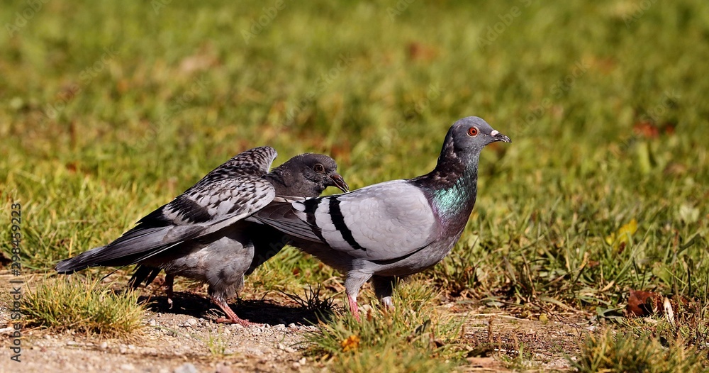 Obraz premium A young pigeons who has left a nest. The young they want food from an adult pigeons