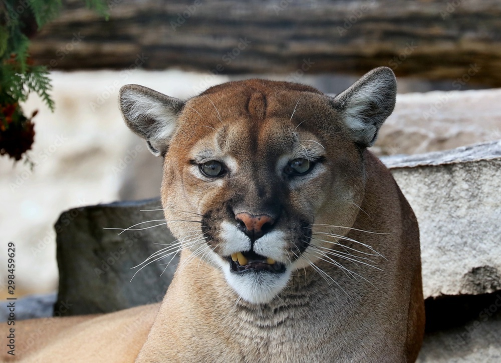 The cougar (Puma concolor)captive animal in Zoo, is american native  animal,known as puma,catamount,mountain lion,red tiger or panther. foto de  Stock | Adobe Stock