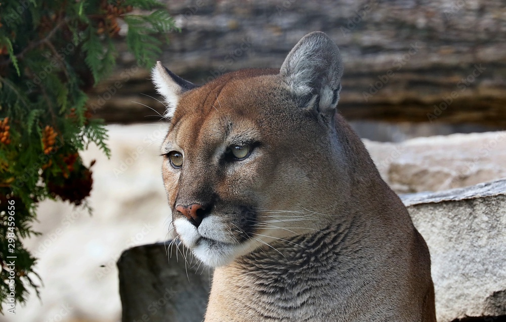 The cougar (Puma concolor)captive animal in Zoo, is american native  animal,known as puma,catamount,mountain lion,red tiger or panther. Stock  Photo | Adobe Stock