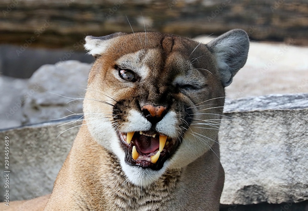 The cougar (Puma concolor)captive animal in Zoo, is american native animal,known  as puma,catamount,mountain lion,red tiger or panther. Stock Photo