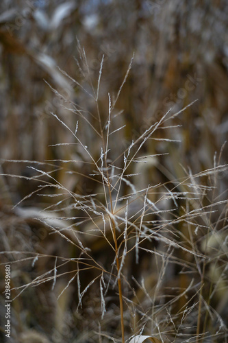 Thin, dry, plant giving off the feeling of a firework display. Cornfield in the background.