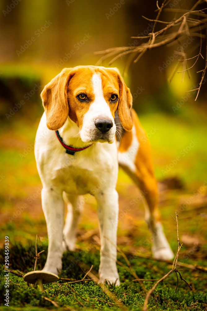 The beagle dog standing in autumn forest. Portrait with shallow background The beagle dog standing in autumn forest. Portrait with shallow background
