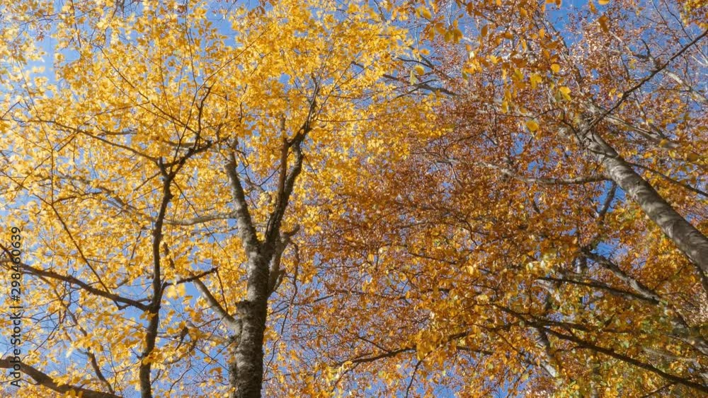 Yellow tree in autumn. Treetops with yellow and golden leaves against blue sky. Crowns of trees with golden leaves on autumn sunny day, bottom view Yellow tree in autumn. Treetops with yellow and golden leaves against blue sky. Crowns of trees with golden leaves on autumn sunny day, bottom view