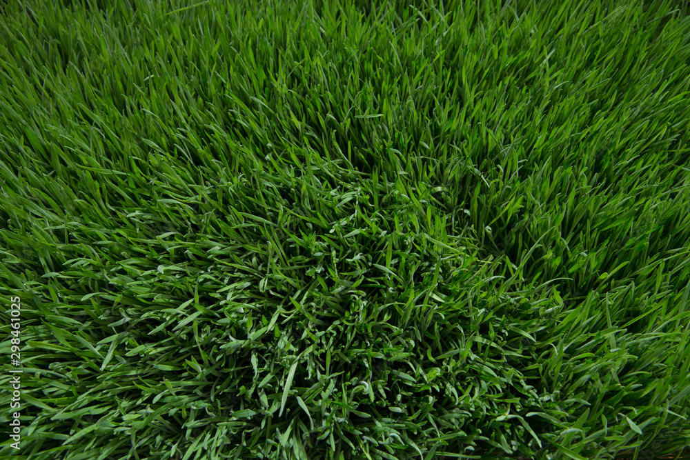 green grass field texture green grass field texture