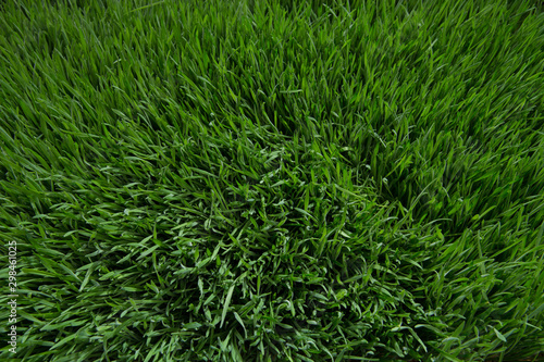 green grass field texture