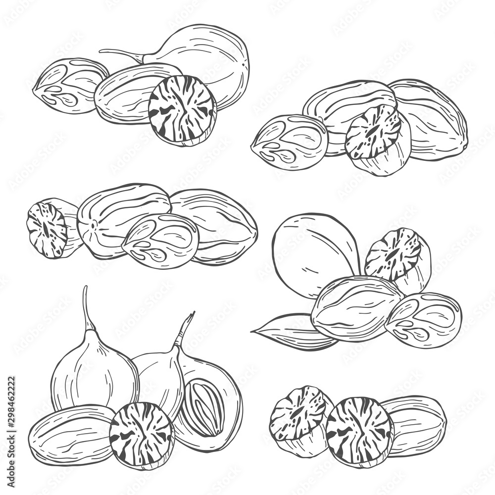 Nutmeg. Hand drawn sketch illustration