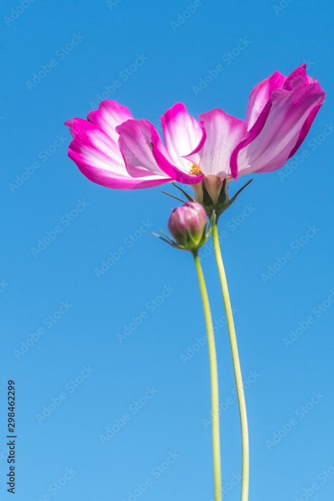 low angle view of pink cosmos flowers with the sky low angle view of pink cosmos flowers with the sky