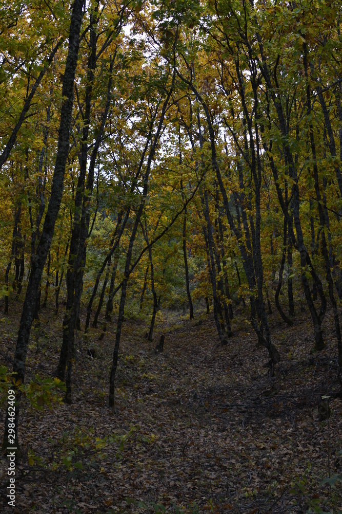 forest in autumn