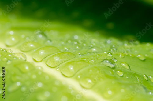 A close up of raindrops on green leaves,Fresh air after rain,Selective focus