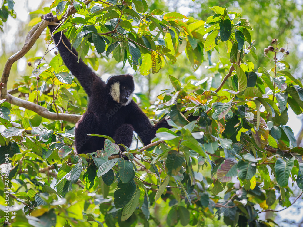 Obraz premium Nomascus leucogenys