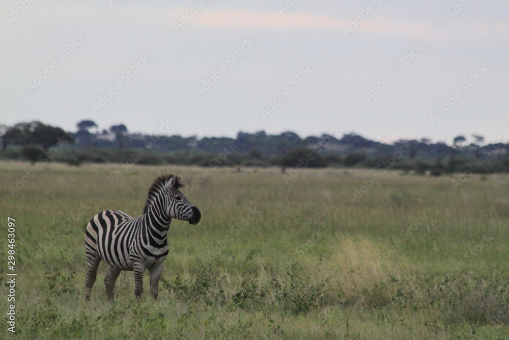 Obraz premium Zèbre aux aguets 