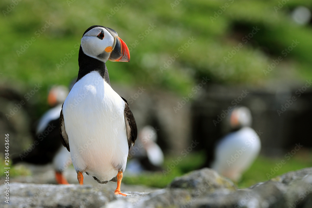 Naklejka premium Puffins on the Isle of May, Scotland