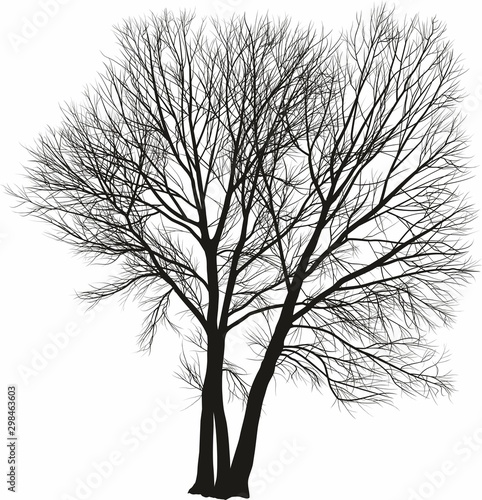 tree, poplar, deciduous, leafless, branch, crown, root, plant, nature, natural, flora, drawing, illustration, vector, black,