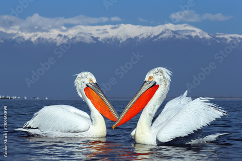 Dalmatian Pelicans on Lake Kerkini in Winter