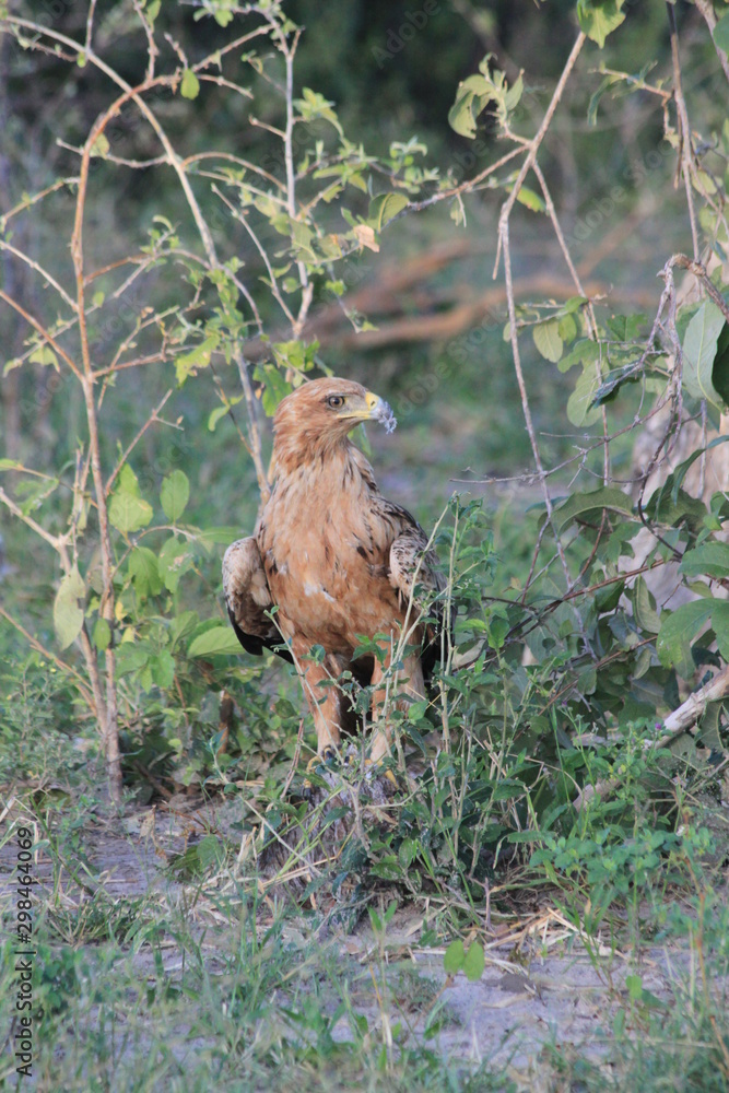 Aigle ravisseur au sol Aigle ravisseur au sol