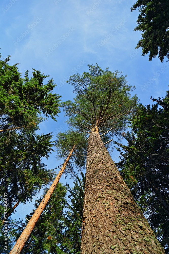 Tall pine trees overhead, Looking Up