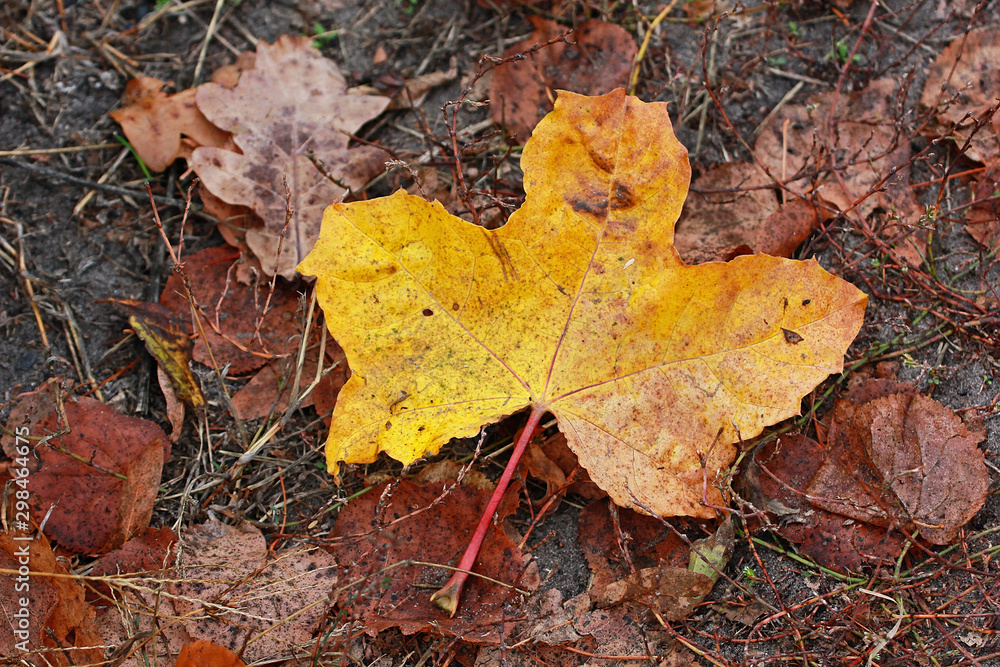 maple yellow leaf in the forest, natural background