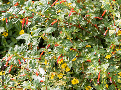 Cuphea ignea - Plante-cigare ou Fleur-cigarette au long calice tubulé rouge borduré de blanc et noir, au feuillage lancéolé vert foncé