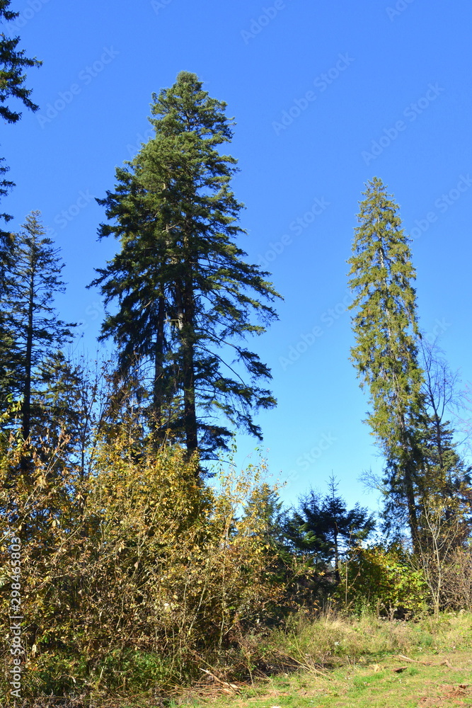 Typical landscape in the forests of Transylvania, Romania. Green landscape in autumn, in a sunny day