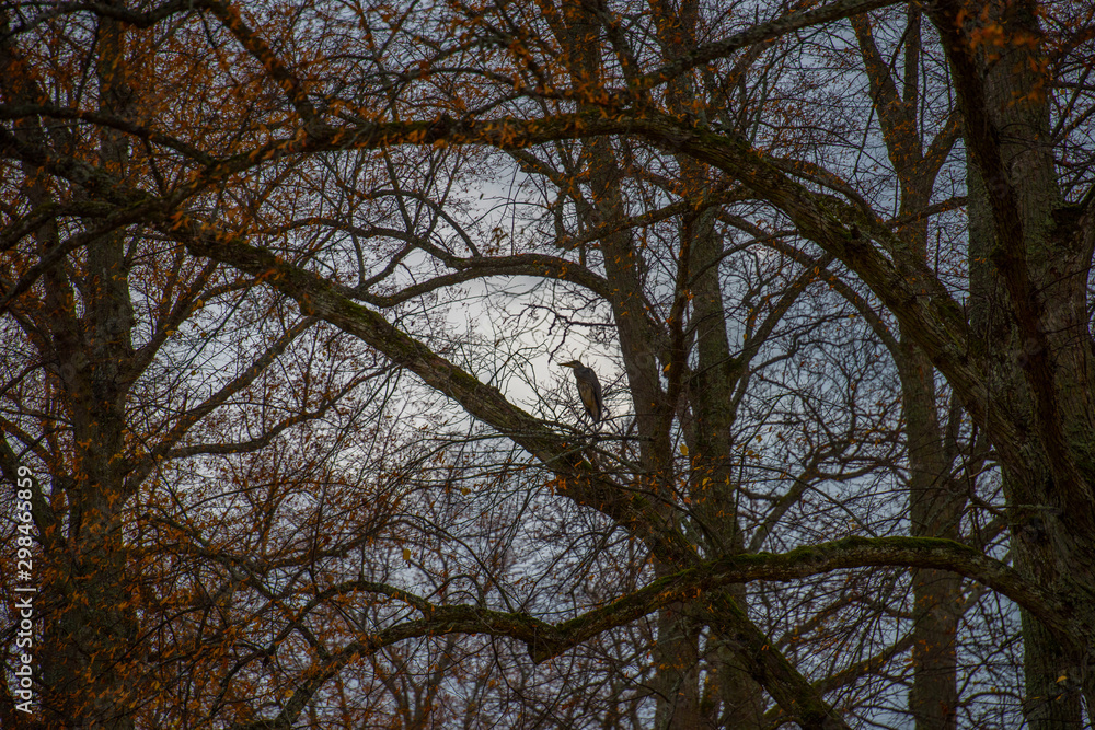 Obraz premium Autumn silhouette view a grey day in Stockholm, branches and heron