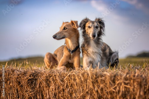 Windsprites Clooney und Piet