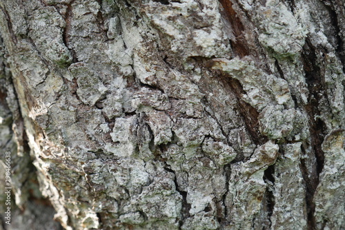 bark of a tree