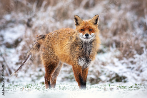 Red fox, vulpes vulpes, infected with mange without fur on the tail in winter standing on snow. Wild predator in nature with snowflakes falling around. Seasonal frosty wildlife scenery from wilderness