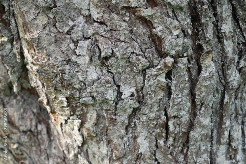 bark of a tree