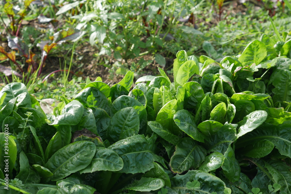 lettuce in the garden