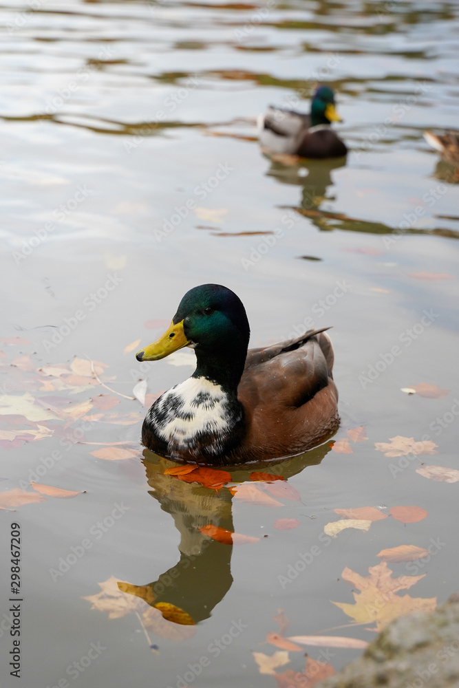 Ducks at a calm lake Ducks at a calm lake