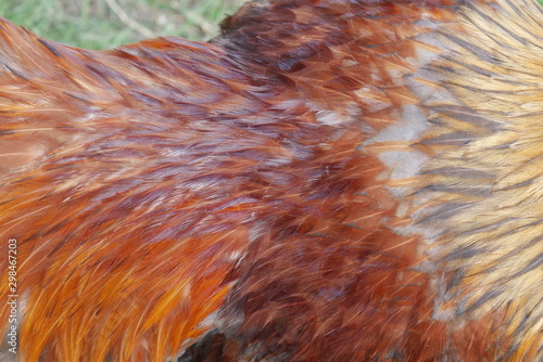closeup view feathers of a rooster