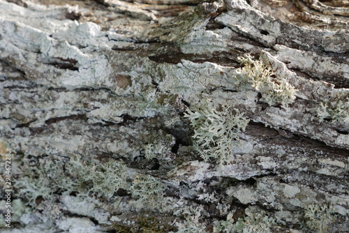 texture of bark of tree 