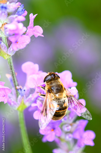 Bee pollinating lavender flowers on a warm summer day