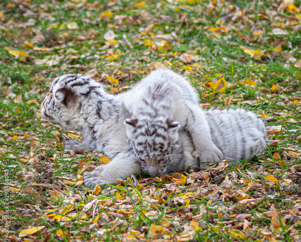 Obraz premium Baby tiger, cute baby animal